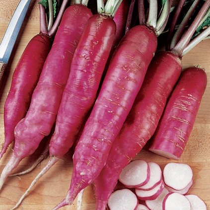 1796 redkvicka cervena dlouhokorenna oster gruss rosa 2