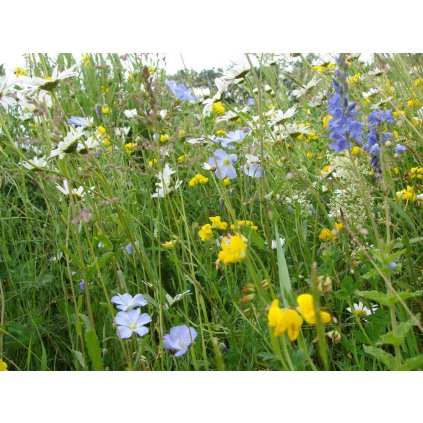 1802 1 ceska kvetnice 1