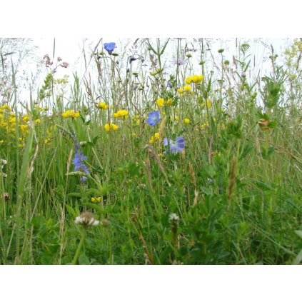 1814 1 louka starych casu 2