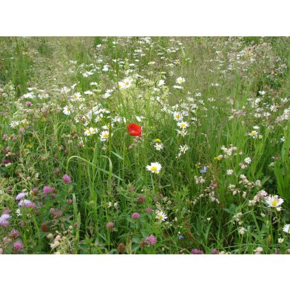 1820 1 louka starych casu 1