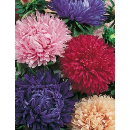 1826 astra vysoka americka kraska