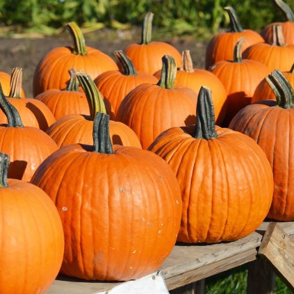 183 dyne connecticutskych poli