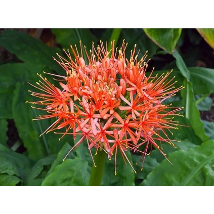 Krvokvět Scadoxus Multiflorus 1 ks