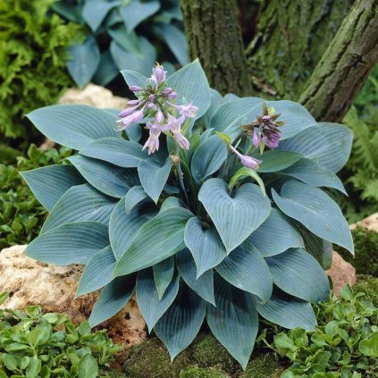 Bohyška (Hosta) Halcyon 1 ks