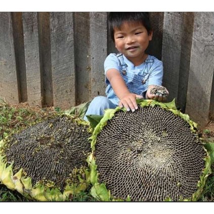 1877 mongolska slunecnice