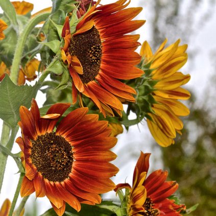 1880 1 slunecnice autumn beauty