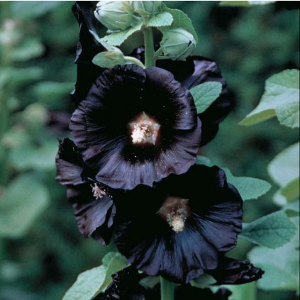 1883 1 proskurnik topolovka