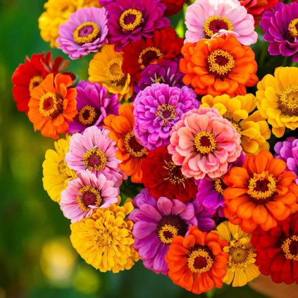 zinnia california giants mac 2 35646e5e 486a 438a a36e 0561fa7b37c2
