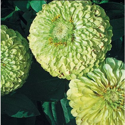 1889 1 ostalky jirinkokveta zelena