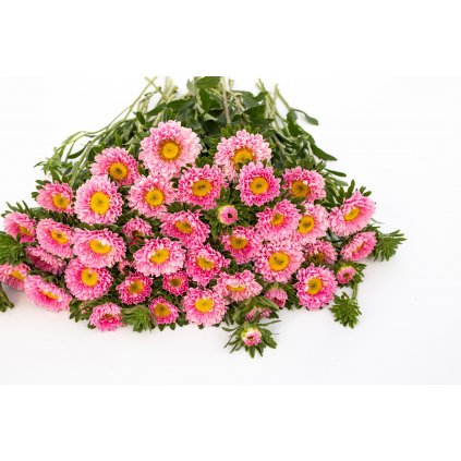 Astra Matsumoto Pink