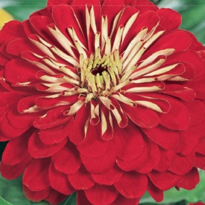 1895 1 ostalky jirinkokveta cervena