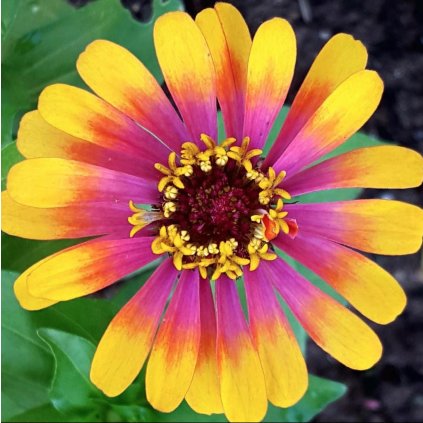 1907 1 ostalka caroussel