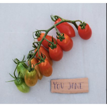 19113 rajce you jane