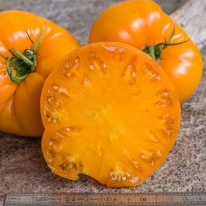 19134 rajce persimon