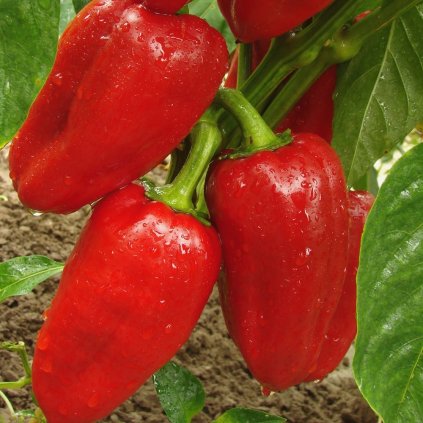 Paprika Rubinova