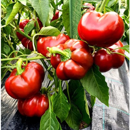 19155 paprika topepo rosso