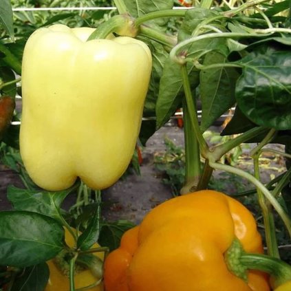 19158 paprika tesla f1