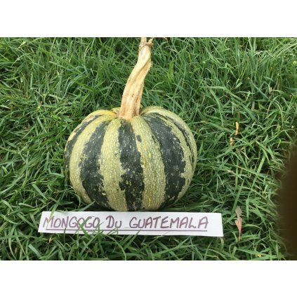 19179 dyne mongogo de guatemala