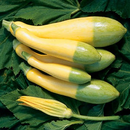 19188 cuketa zephyr f1