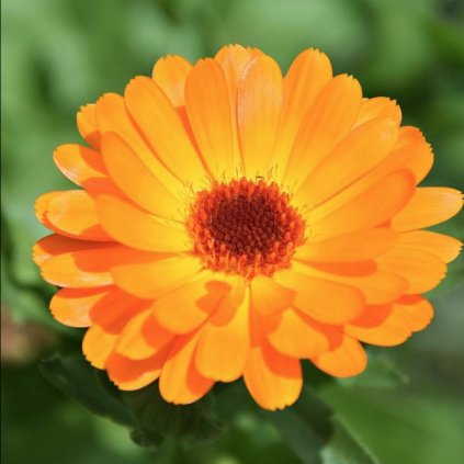 1919 1 mescek klasicka smes