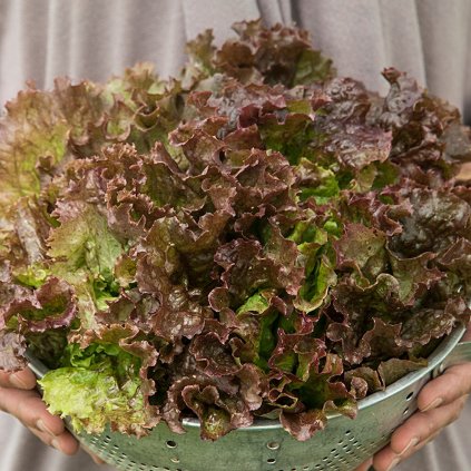 19197 salat americky roodrand cerveny list