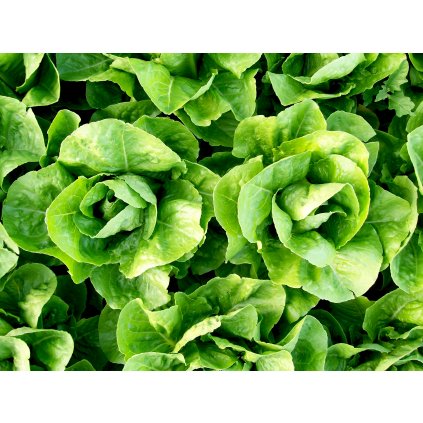 19209 salat parris island cos