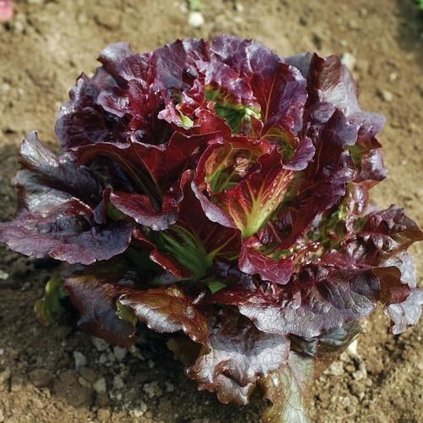 19215 salat red batavia improved