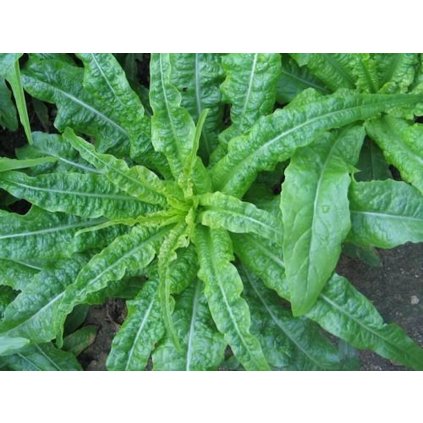 19224 salat indiansky sla