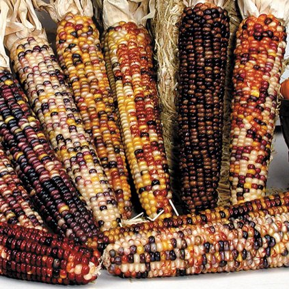 19236 kukurice barevna american way