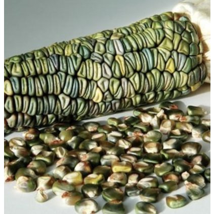 19242 kukurice indianska zelena oaxcan