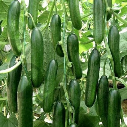 19248 okurka turecka kaban