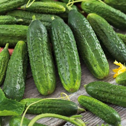 19251 okurka nakladacka hokus