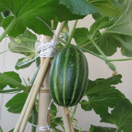 19254 okurko meloun carosello spuredda leccese