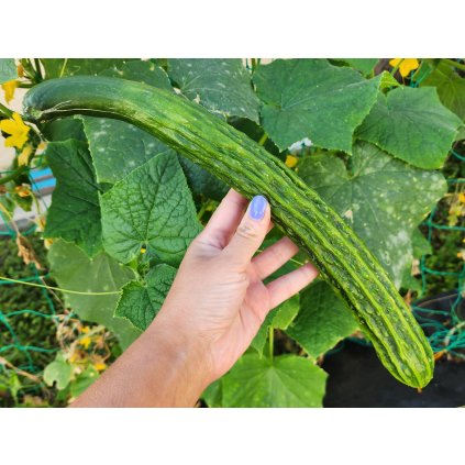 19260 okurka japonska salatova nishiki bio