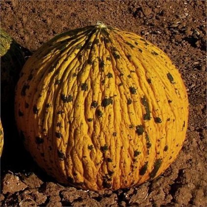 19263 meloun cukrovy bozi hlava