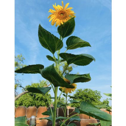 19269 slunecnice pikes peak