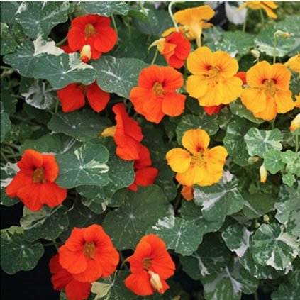 1928 1 lichorerisnice smes