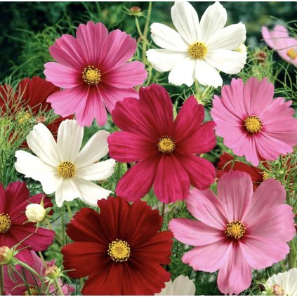 1931 screenshot 2023 11 12 at 8 23 55