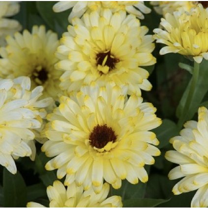 19386 mesicek lemon beauty