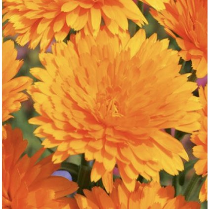 19389 mesicek lekarsky plamen plus