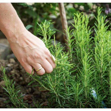 19419 rozmaryn lekarsky