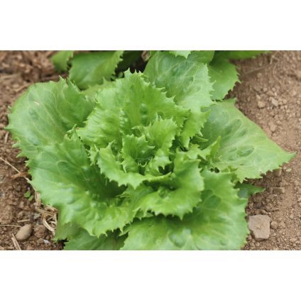 19422 salat ice queen