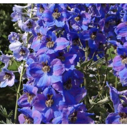 19428 ostrozka stracka