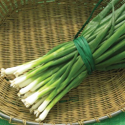 Cibule Long White Koshigaya