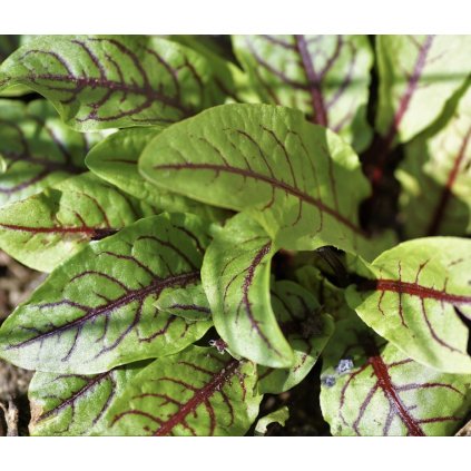 19455 stovik krvavy bio