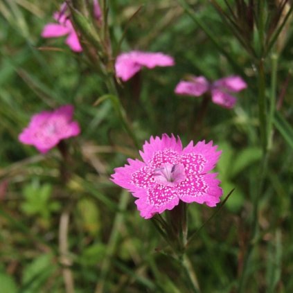 1946 1 hvozdik karafiat