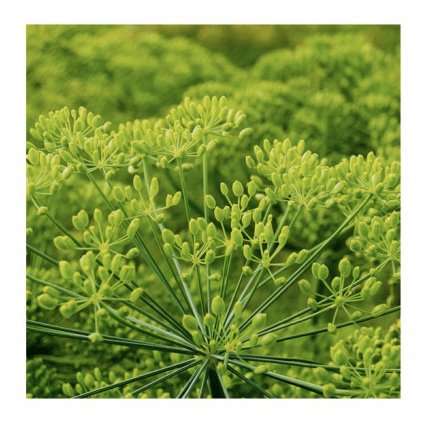 19464 kopr vonny bio