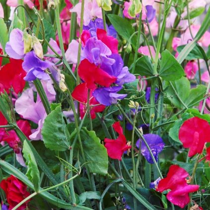 1949 5395093 1 istock 493541888 kopie