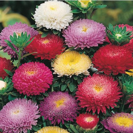 1955 1 astra vysoka ponponkovita