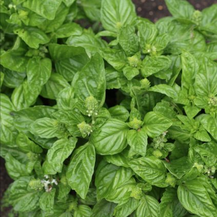 1988 1 bazalka mammolo genovese